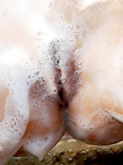 Zemani - Soft Foam - Nata